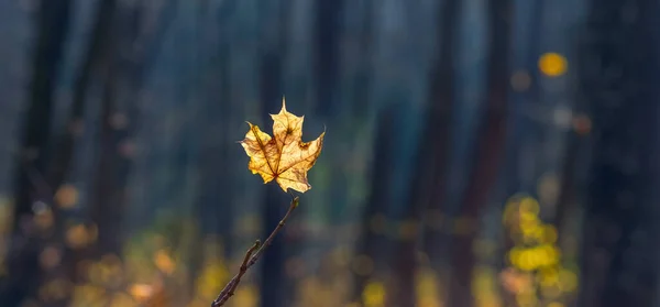 Uma Folha Bordo Amarela Solitária Numa Floresta Escura Floresta Outono — Fotografia de Stock