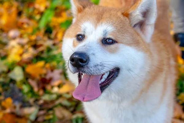 Zbliżenie Portret Psa Akita Jesiennym Parku Pies Patrzy Górę — Zdjęcie stockowe