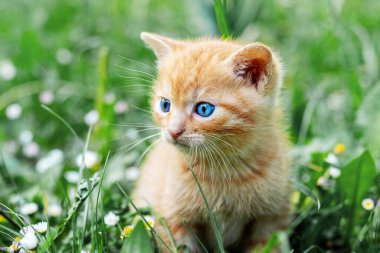 Little cute red kitten in the garden on green grass