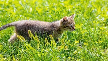 Bahçede küçük bir kedi yavrusu yeşil çimlerde yürüyor.