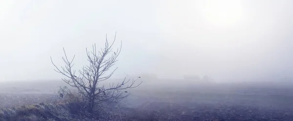 Autumn Foggy Morning Lonely Tree Edge Field Thick Fog — Fotografia de Stock