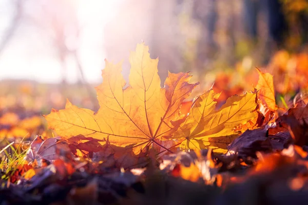 Oranje Esdoorn Blad Grond Zonnestralen Herfstbladeren — Stockfoto