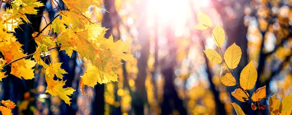 Autumn Forest Yellow Leaves Trees Sunny Weather Maple Leaves Tree — Fotografia de Stock