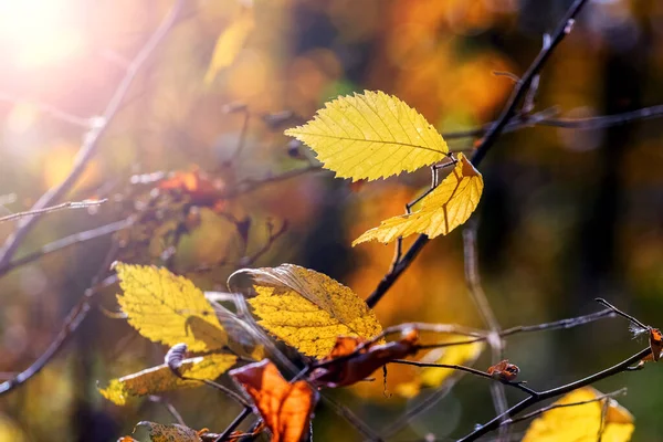 Gele Bladeren Het Bos Aan Een Boom Bij Zonnig Weer — Stockfoto