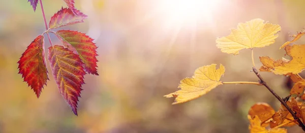 Červené Žluté Podzimní Listy Zahradě Ostružinovém Rybízovém Keři Podzimní Zahrada — Stock fotografie