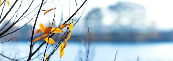 Autumn Landscape Yellow Leaves Tree River Sunny Weather — Stockfoto