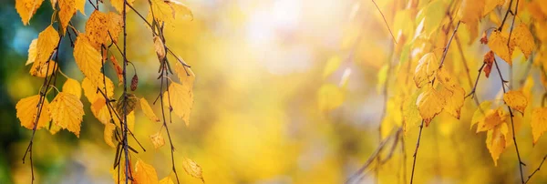 Autumn Background Yellow Birch Leaves Tree Sunny Weather — Stock Photo, Image