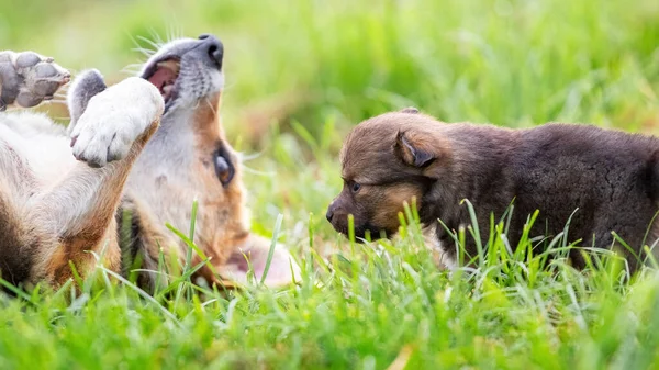 Small Puppy Garden Its Mother Puppy Plays Adult Dog — ストック写真