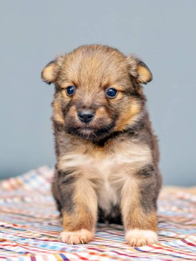 Odadaki küçük bir köpek yavrusu kareli kumaş yığınının üzerinde oturuyor.