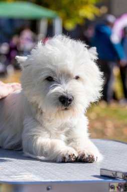 Beyaz tüylü Batı Highland Beyaz Teriyer köpeği parkta bir masanın üzerinde yatıyor