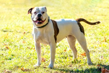 Köpek, güneşli havada tasmalı Amerikan Bulldog 'u çiftleştirir. Bir köpeğin portresi