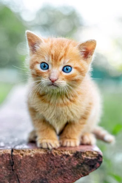 Gatinho Ruivo Bonito Com Olhar Interessante Está Sentado Jardim Banco — Fotografia de Stock