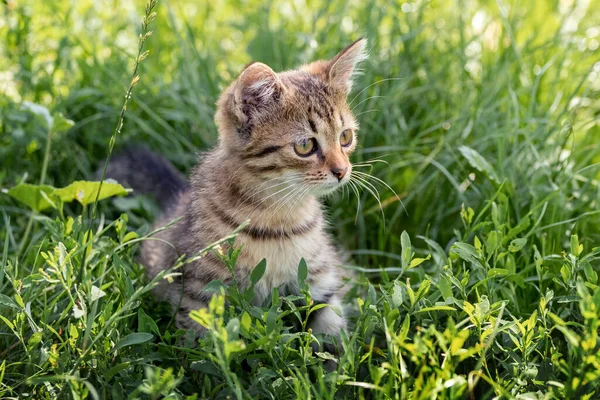 Cute Striped Kitten Interesting Look Sitting Garden Grass — Foto de Stock