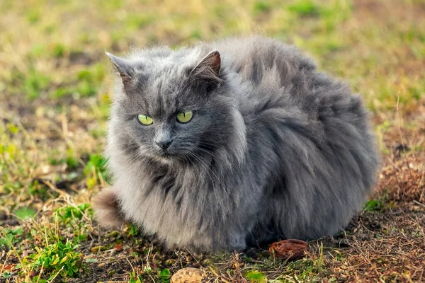 Gray Fluffy Cat Sits Garden Grass Sunny Weather — 스톡 사진