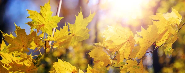 Podzimní Les Žlutými Javorovými Listy Stromech Slunečného Počasí — Stock fotografie