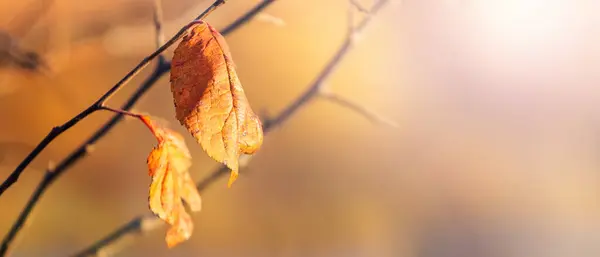 Podzimní Pozadí Suchými Hnědými Listy Rozmazaném Pozadí Slunečného Počasí — Stock fotografie