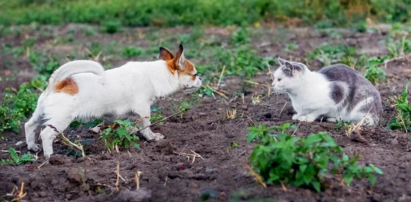 Pekingese Dog Barks Cat Dog Dog Garden — Stockfoto