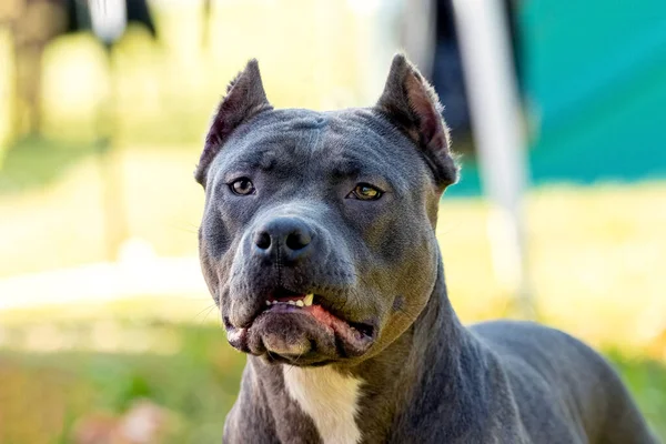 Grande Perro Crianza Amstaff Cerca Hasta Borrosa Fondo — Foto de Stock