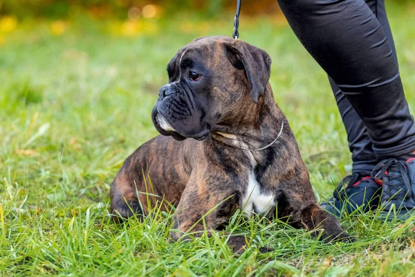 Big Dog Breed German Boxer Close Leash Mistress — Stockfoto