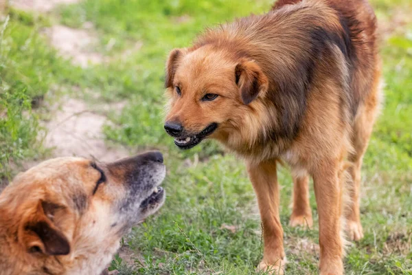Two Aggressive Dogs Bark Each Other — Fotografia de Stock