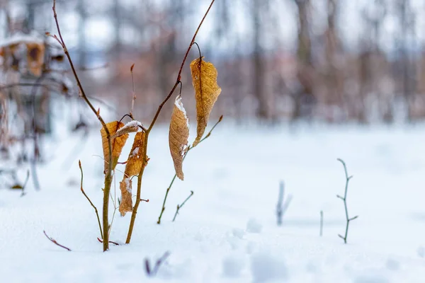 Zimowy Las Suchymi Liśćmi Gałęzi Drzewa Pokrytym Śniegiem Gruncie — Zdjęcie stockowe