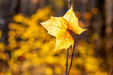 Yalnız sarı bir akçaağaç yaprağı Sonbahar ormanında güneşe karşı bir ağaçta