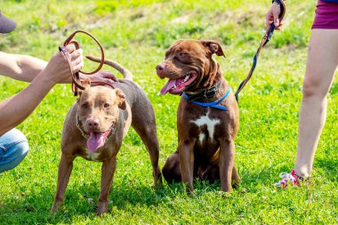 Amerikan pitbull cinsinden iki köpek parkta sahibinin yanında yürüyüşe çıkmış.