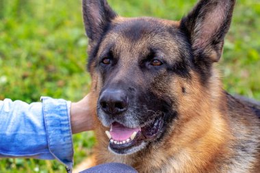 Sahibi büyük bir çoban köpeğini elleriyle okşar.