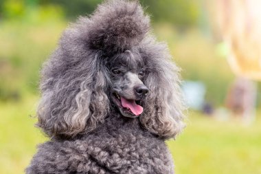 Gri tüylü kaniş, açık ağızlı ve dostane bakışlı, komik bir köpeğin portresi.