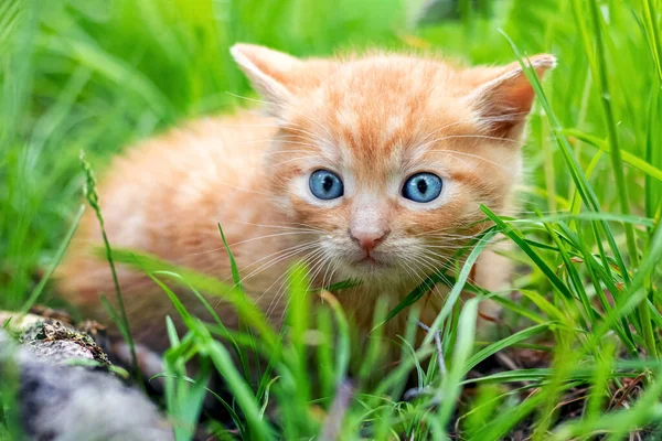 Cute redhead frightened kitten in the garden among the green grass
