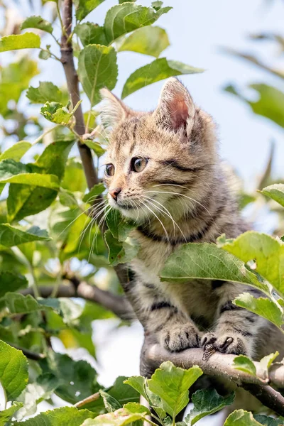 Pequeno Gatinho Listrado Alto Uma Árvore — Fotografia de Stock