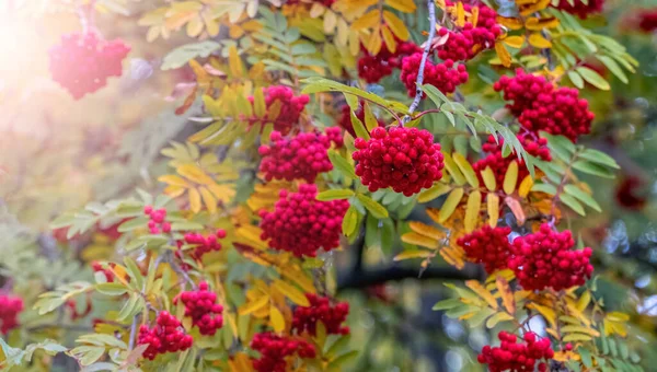 Red Bunches Mountain Ash Tree Autumn Sunny Weather — Fotografia de Stock