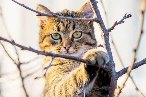 Small Tabby Cat Tree Autumn Sunny Weather — ストック写真