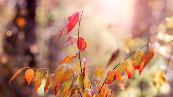 Colorful Autumn Leaves Tree Autumn Forest Sunny Weather — Stock fotografie