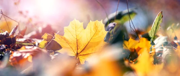 Yellow Autumn Maple Leaves Ground Forest Sunny Weather Blurred Background — ストック写真