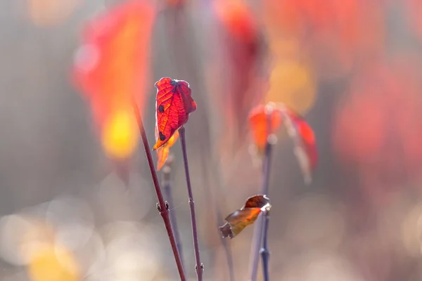 Autumn Red Leaves Tree Branch Blurred Background — Stock fotografie