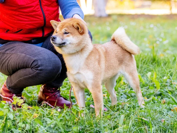 Siba Inu Dog Its Owner Autumn Park Walk — Zdjęcie stockowe