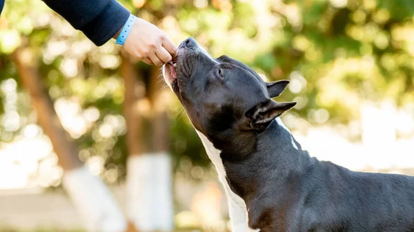 Amstaff Pies Bierze Jedzenie Ręki Właściciela Jesiennym Parku — Zdjęcie stockowe