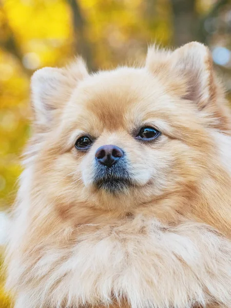 Portret Van Een Pommerse Spitz Hond Close — Stockfoto