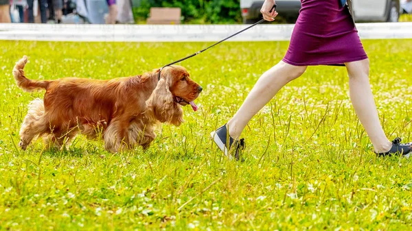 A woman leads a dog of the breed american cocker spaniel on a leash