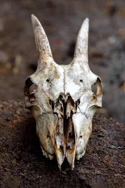 Goat skull with horns on a dark background