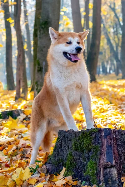 An Akita dog in an autumn park put its front legs on a stump