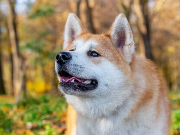 Akita Hond Close Herfst Park Een Achtergrond Van Bomen Met — Stockfoto