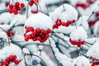 Red viburnum berries covered with snow. Viburnum bush in winter