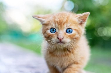Little red kitten in the garden on a blurred background. Frightened kitten with ears pressed down