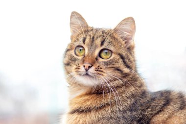 Kedi, küçük çizgili kedi yavrusu. Bakışları bulanık arka plana yakın.