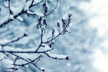 A snow-covered tree branch in the forest in winter during a snowfall