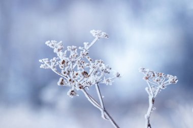 Branches of dry grass covered with frost and snow on a blurred background. Winter view