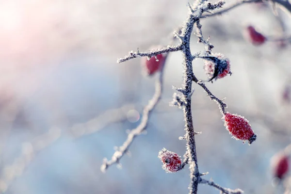 Rosehip Berries Covered Frost Bush Winter Sunny Weather — Zdjęcie stockowe