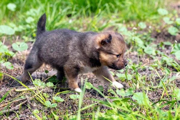 Small Beautiful Puppy Walking Garden Green Grass — Stockfoto